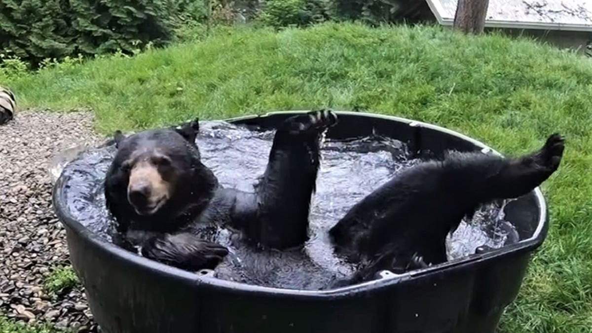 Медведь принимает ванну Медведь принимает ванну