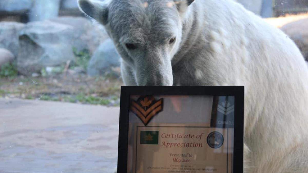 Белая медведица стала капралом Белая медведица стала капралом