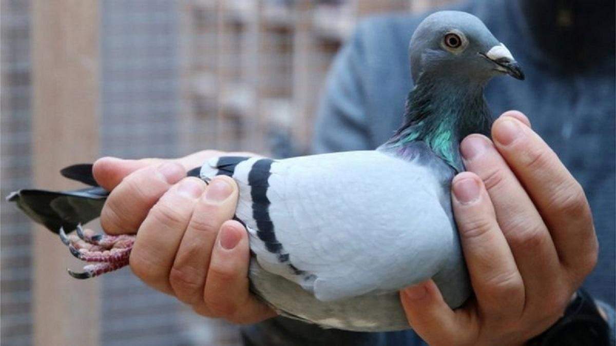 Голубку на ім'я Нью Кім продали за 1,6 млн євро Голубку на ім'я Нью Кім продали за 1,6 млн євро
