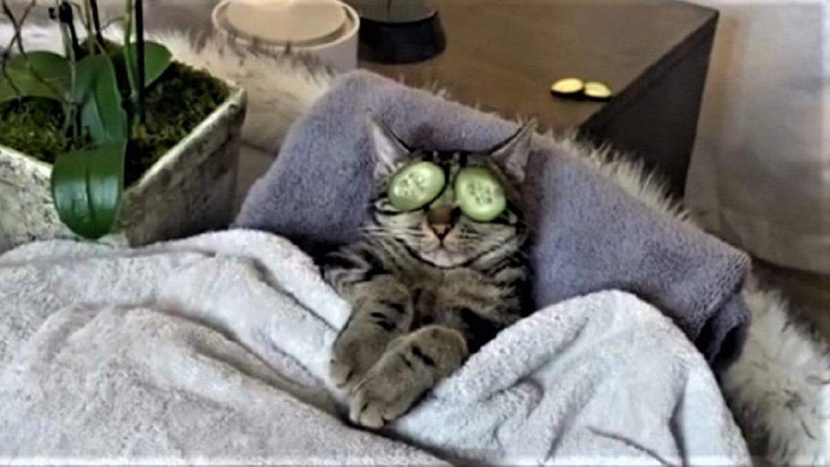 Спа-процедуры для кота Спа-процедуры для кота