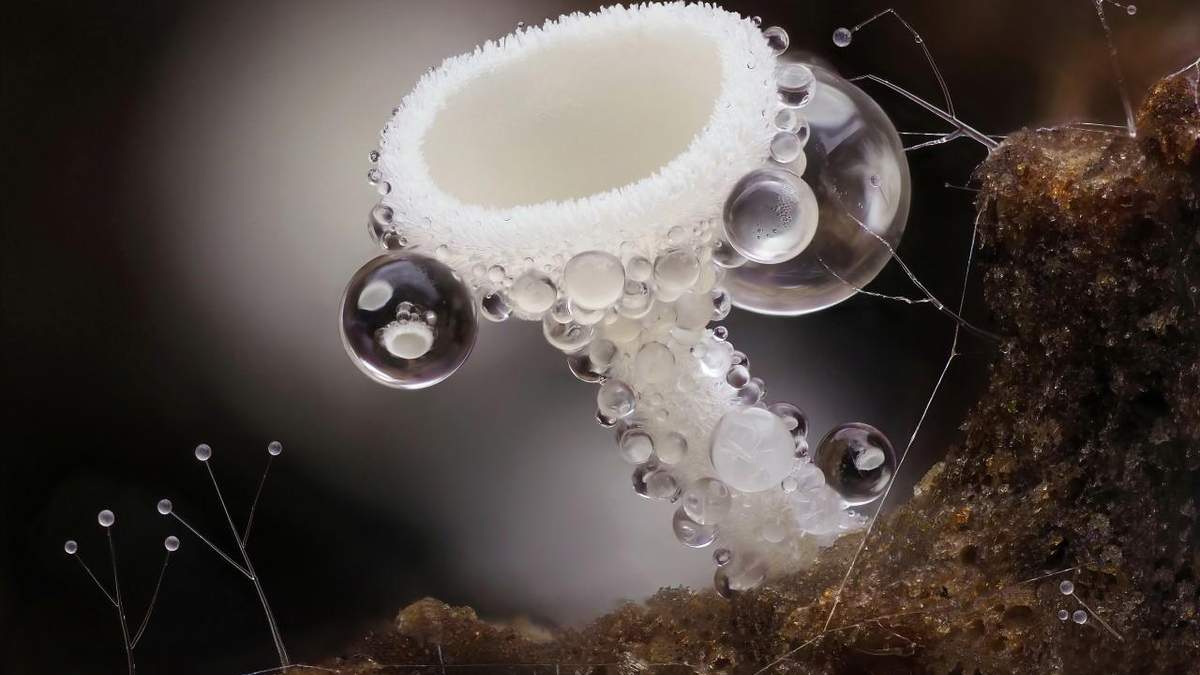 Скляне море та життя комах: дивіться добірку неймовірних макро-світлин - Розваги