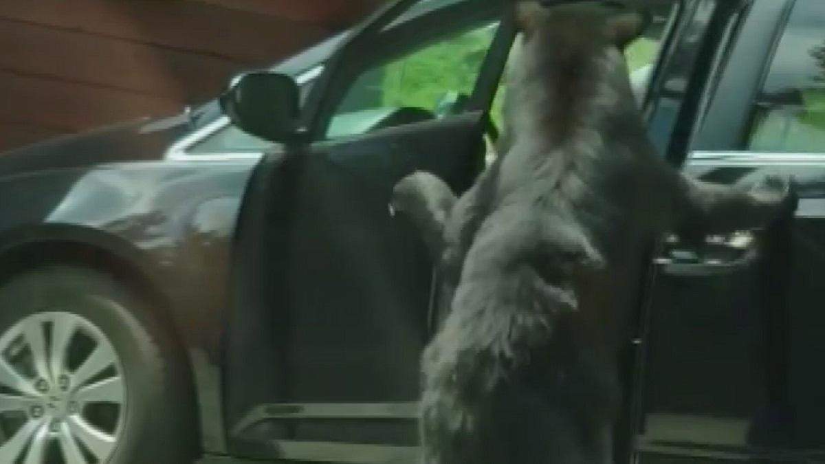 Чотирилапий водій: ведмідь вміло відкриває двоє дверей автомобіля одночасно 