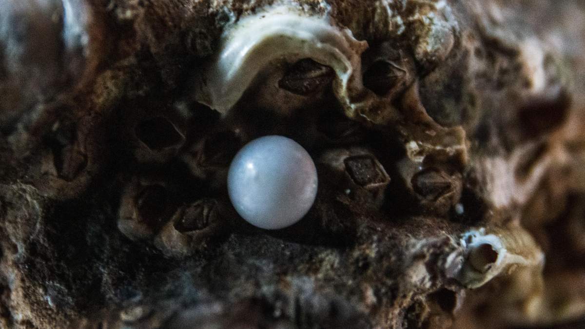 Скарб у обіді: американка знайшла перлини в устрицях, які їла - Розваги