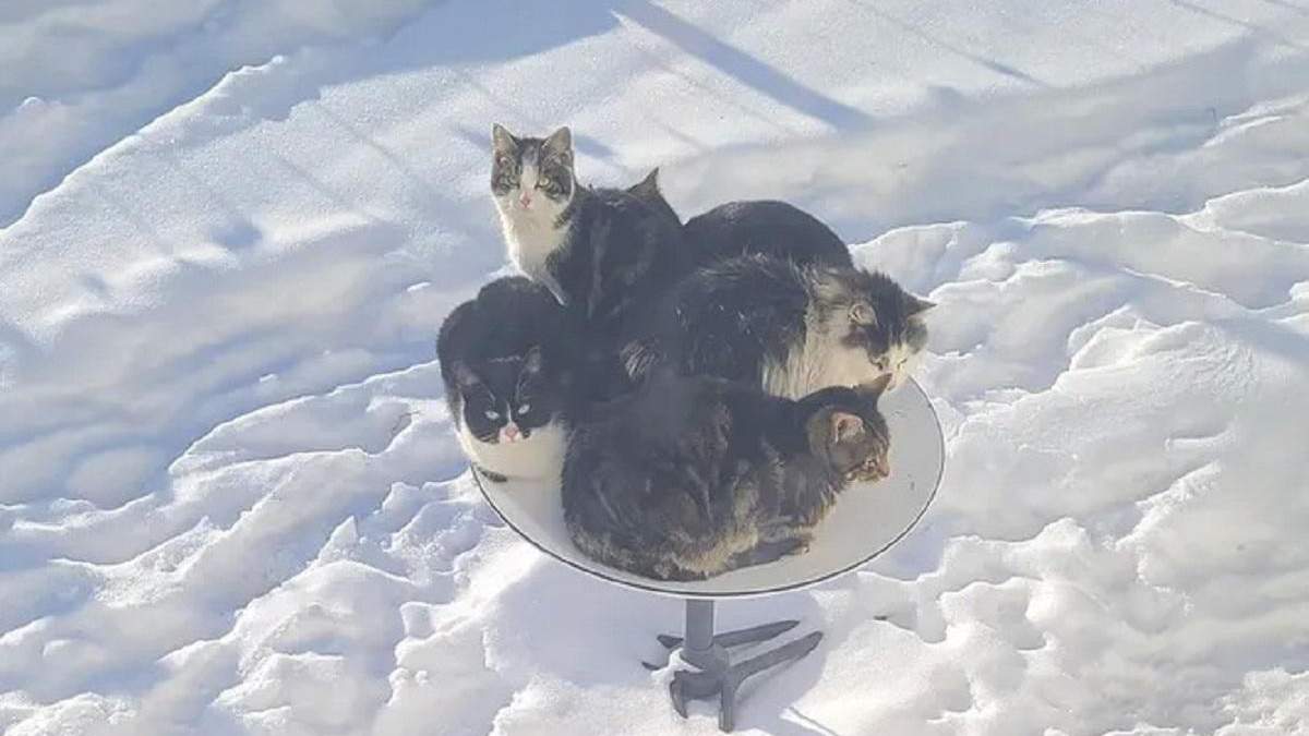 С функцией обогрева: котики оккупируют спутниковые тарелки Илона Маска Starlink