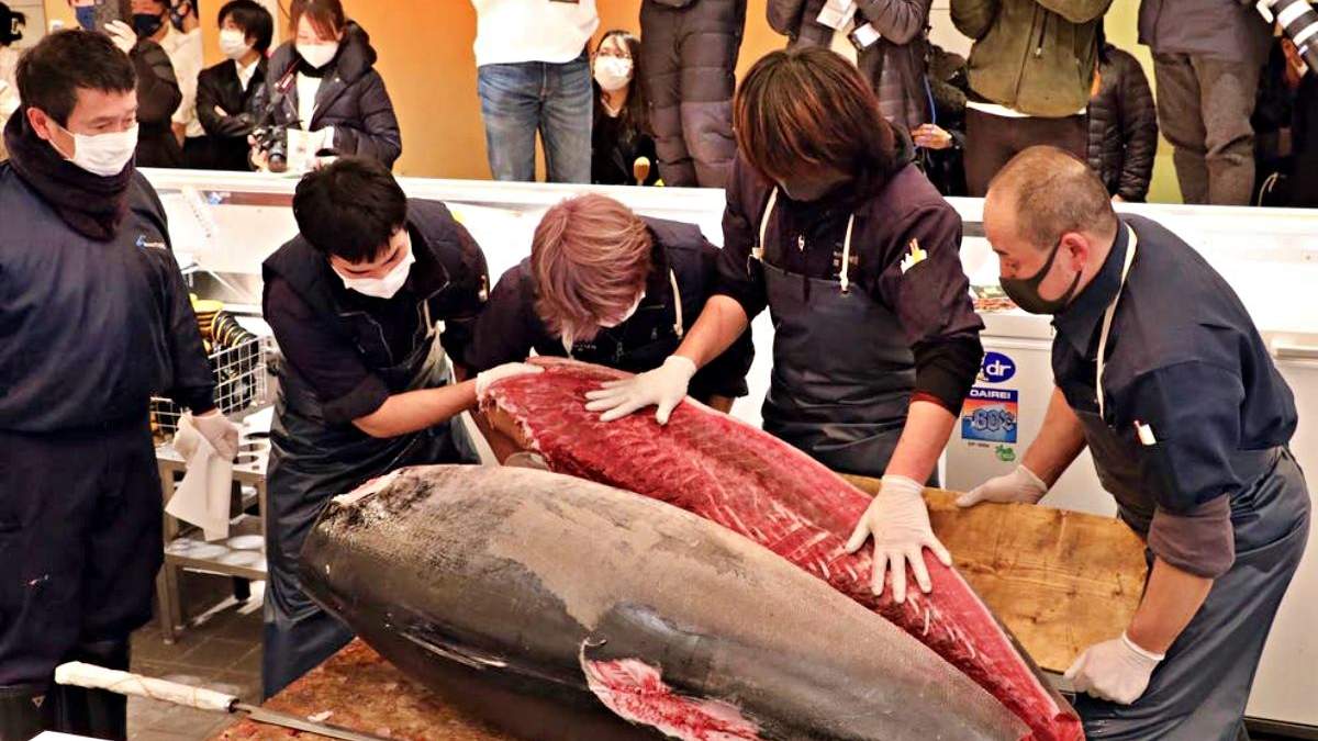 Еще не максимум: на японском аукционе огромную рыбу продали почти за 150 тысяч долларов - Развлечения