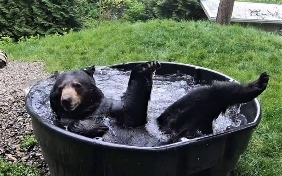 Ведмідь приймає ванну