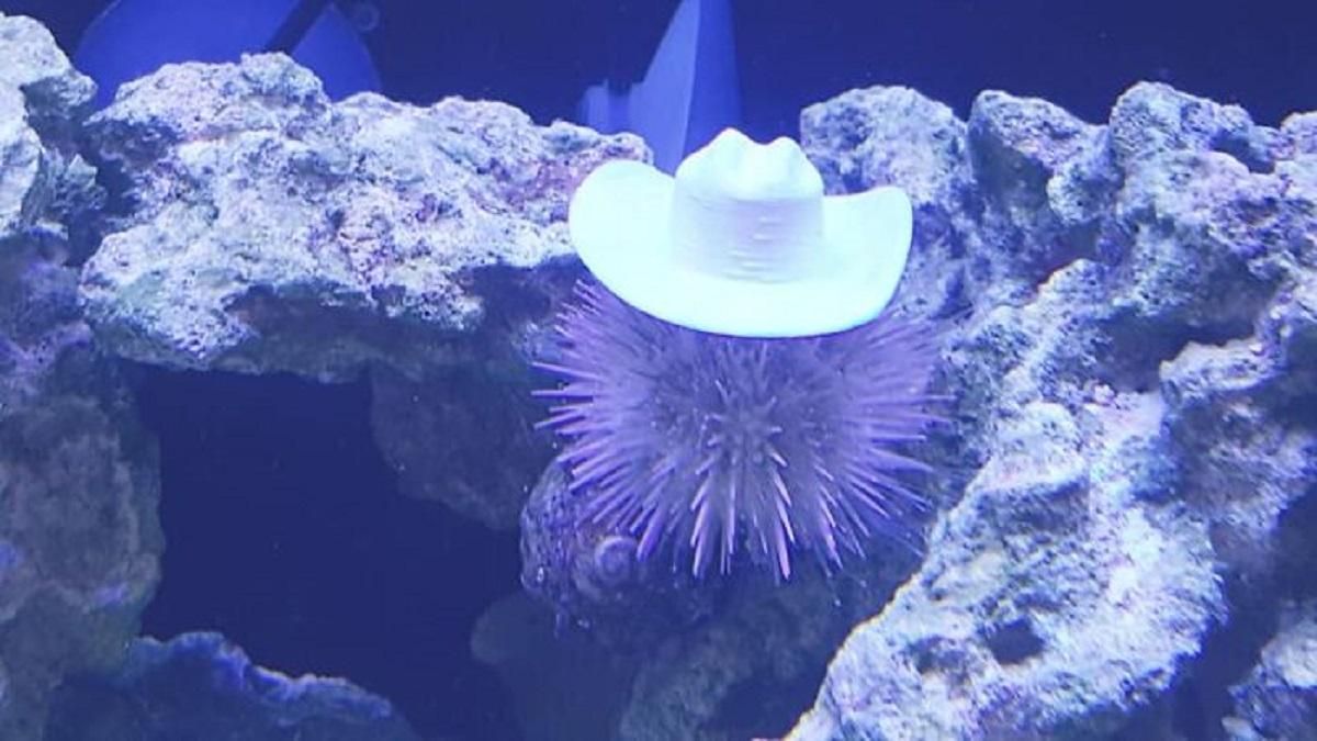 Коли акваріумні жителі стильніші за тебе: для морських їжаків проєктують дизайнерські капелюхи
