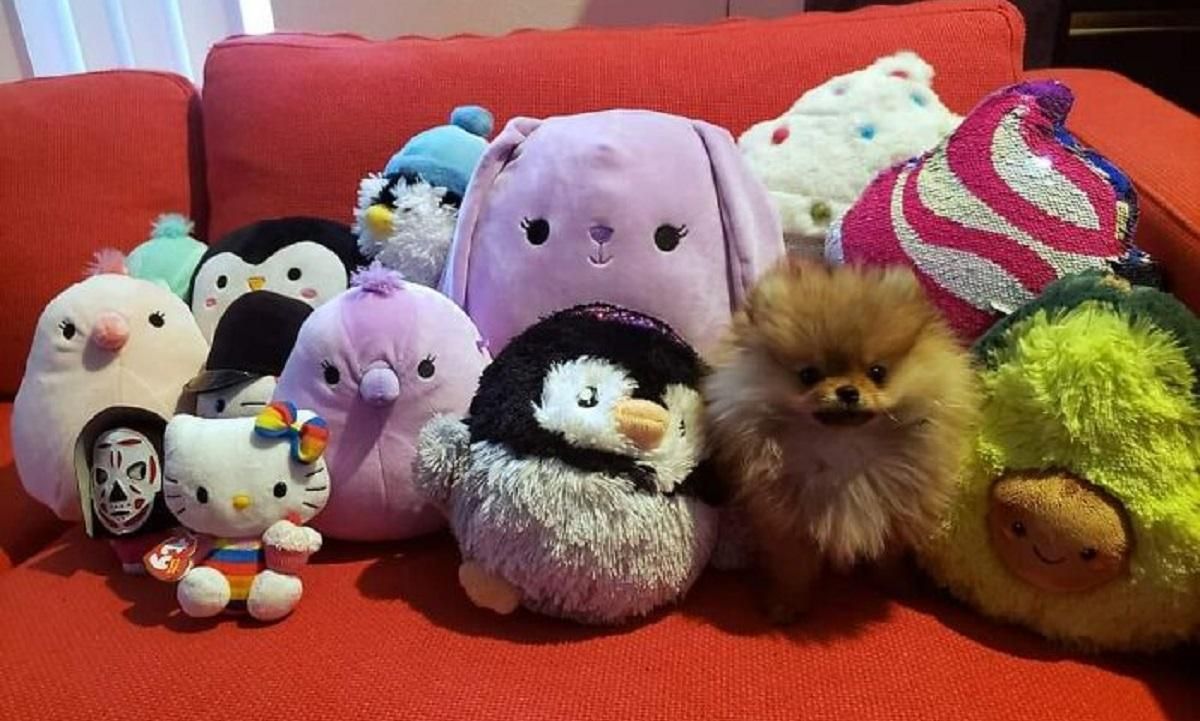 Найди меня, если сможешь: головоломки от домашних любимцев Найди меня, если сможешь: головоломки от домашних любимцев