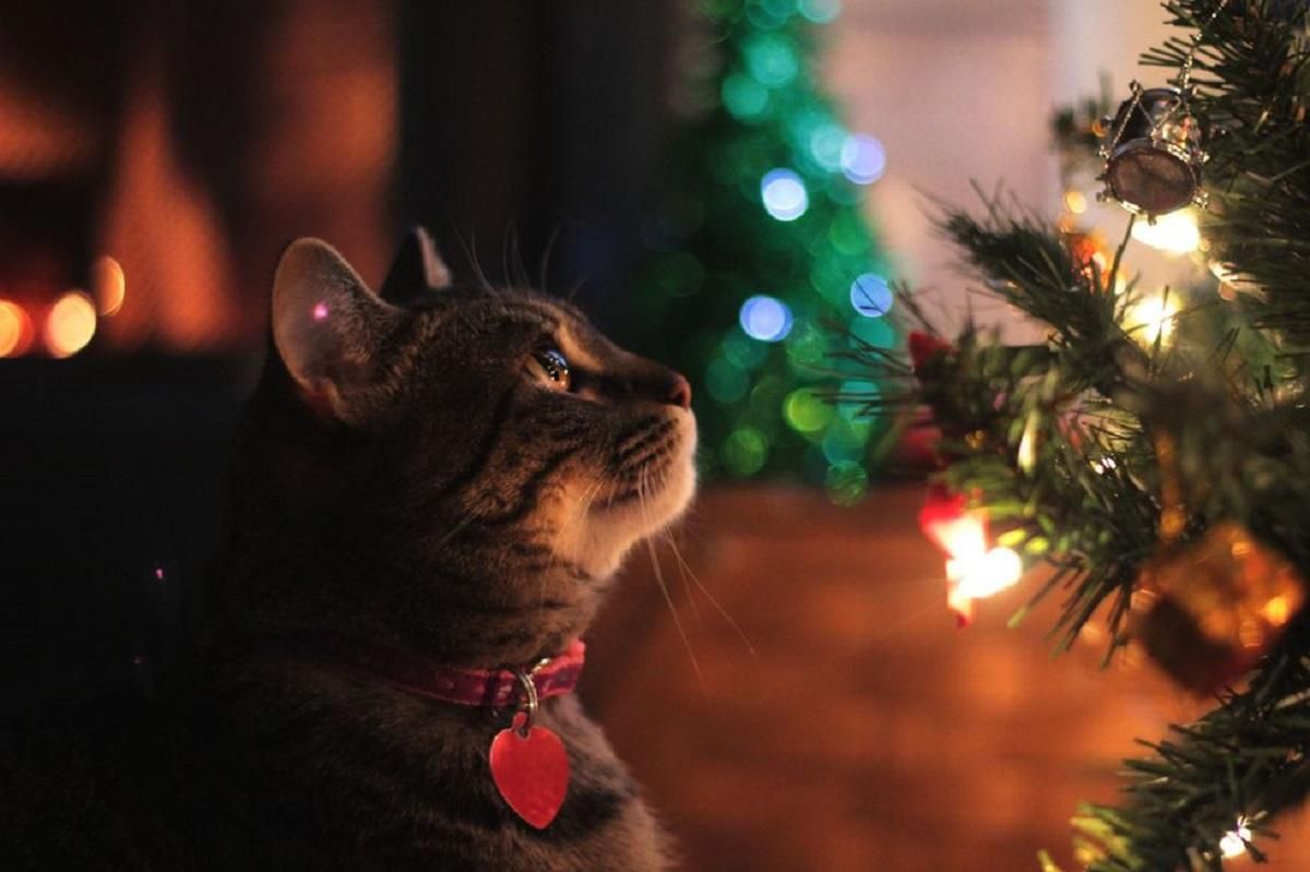 Напередодні нового року: як захистити новорічну ялинку від кота – фотоінструкції