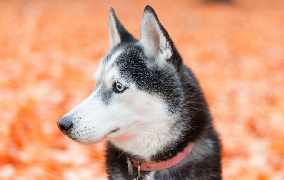 Щенок хаски пытается выть, как взрослый пес, но у него не получается: забавное видео Щенок хаски пытается выть, как взрослый пес, но у него не получается: забавное видео