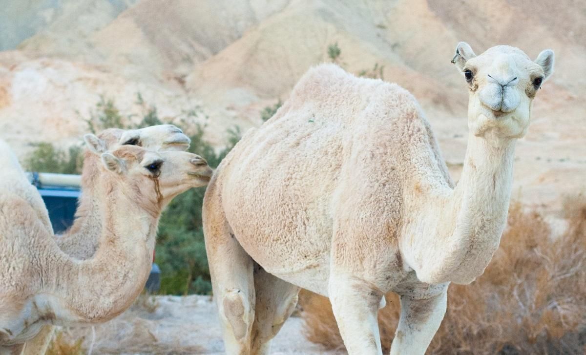 Американец посетил магазин с настоящим верблюдом: курьезное видео Американец посетил магазин с настоящим верблюдом: курьезное видео