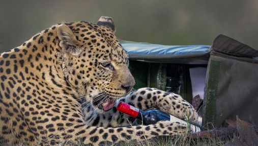 Пікнік із хижаком: леопард вкрав пляшку вина та закуски у пари, яка приїхала на сафарі – фото