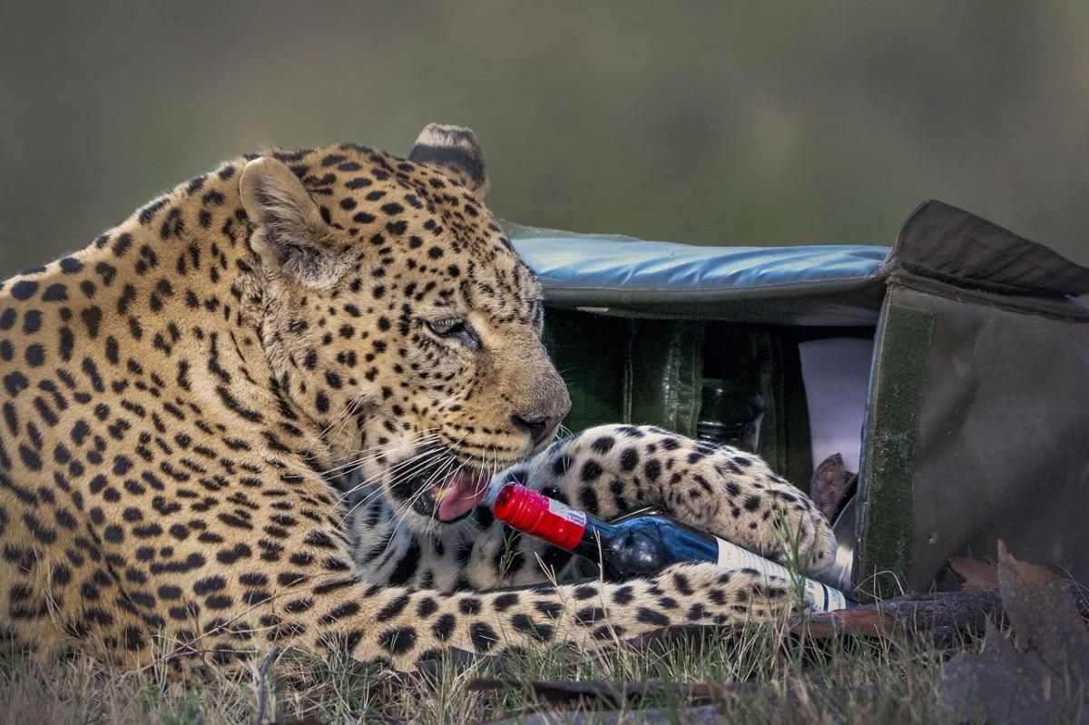 Пикник с хищником: леопард украл бутылку вина и закуски у пары, приехавшей на сафари – фото