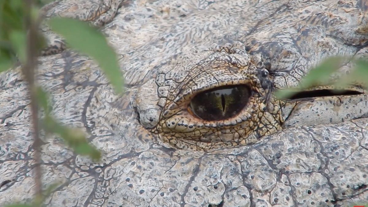 Старейший крокодил Генри, живущий в неволе, празднует 120-летие: фото, видео