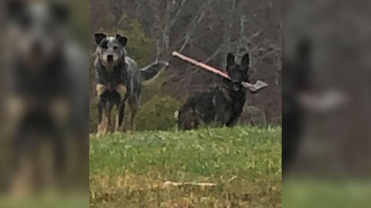 Листоноша не зміг доставити пошту – на заваді став пес із сокирою: фото Листоноша не зміг доставити пошту – на заваді став пес із сокирою: фото
