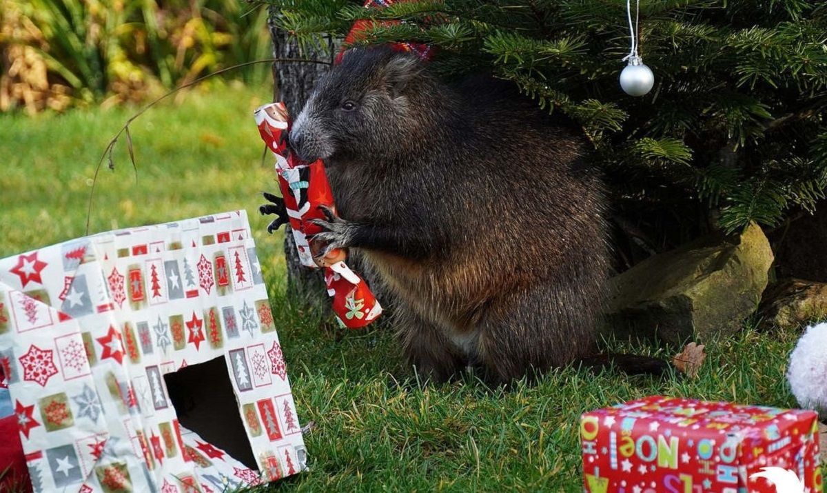 Різдво у зоопарку: які подарунки отримали слони, ведмеді та інші тварини – кумедні фото 