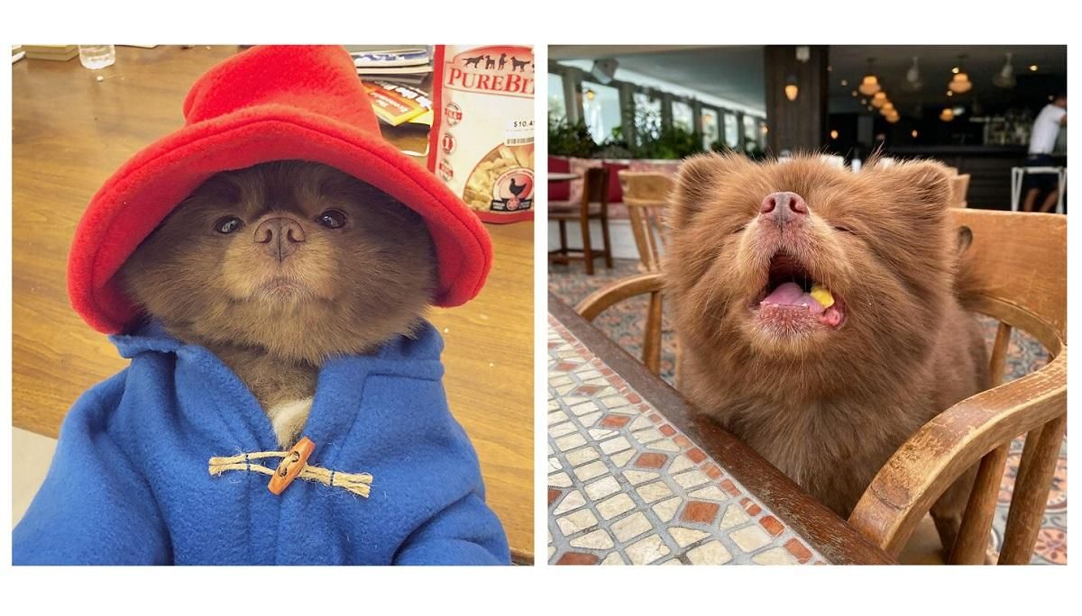 Цуценя, схоже на ведмедика, якого покинули в притулку, стало зіркою Instagram: милі фото