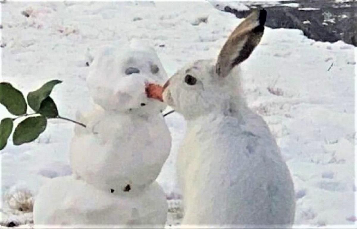 Заєць з'їв ніс сніговика і підкорив мережу:  смішне відео,  яке стало вірусним