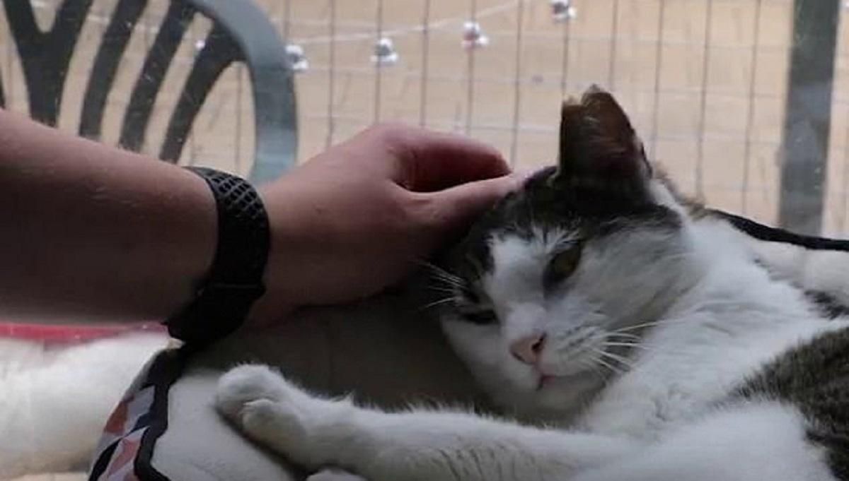Найсварливіший кіт Австралії нарешті знайшов домівку після сюжету в місцевих ЗМІ: відео