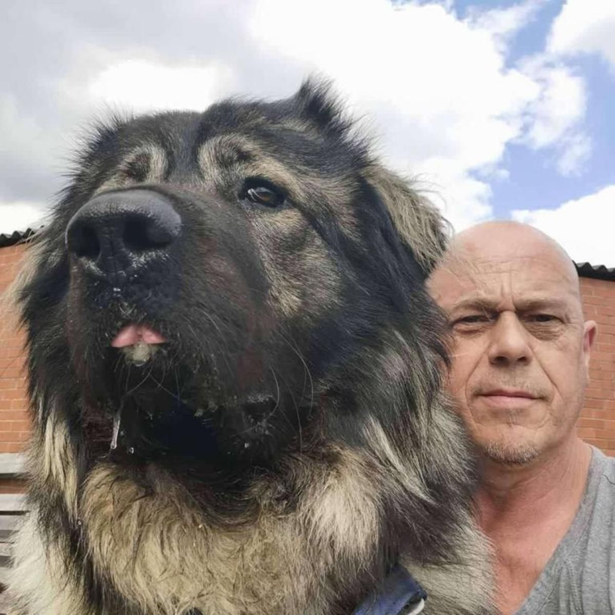 Кто чей хозяин: человек завел милого щенка, а вырос почти двухметровый гигант – шокирующие фото Кто чей хозяин: человек завел милого щенка, а вырос почти двухметровый гигант – шокирующие фото