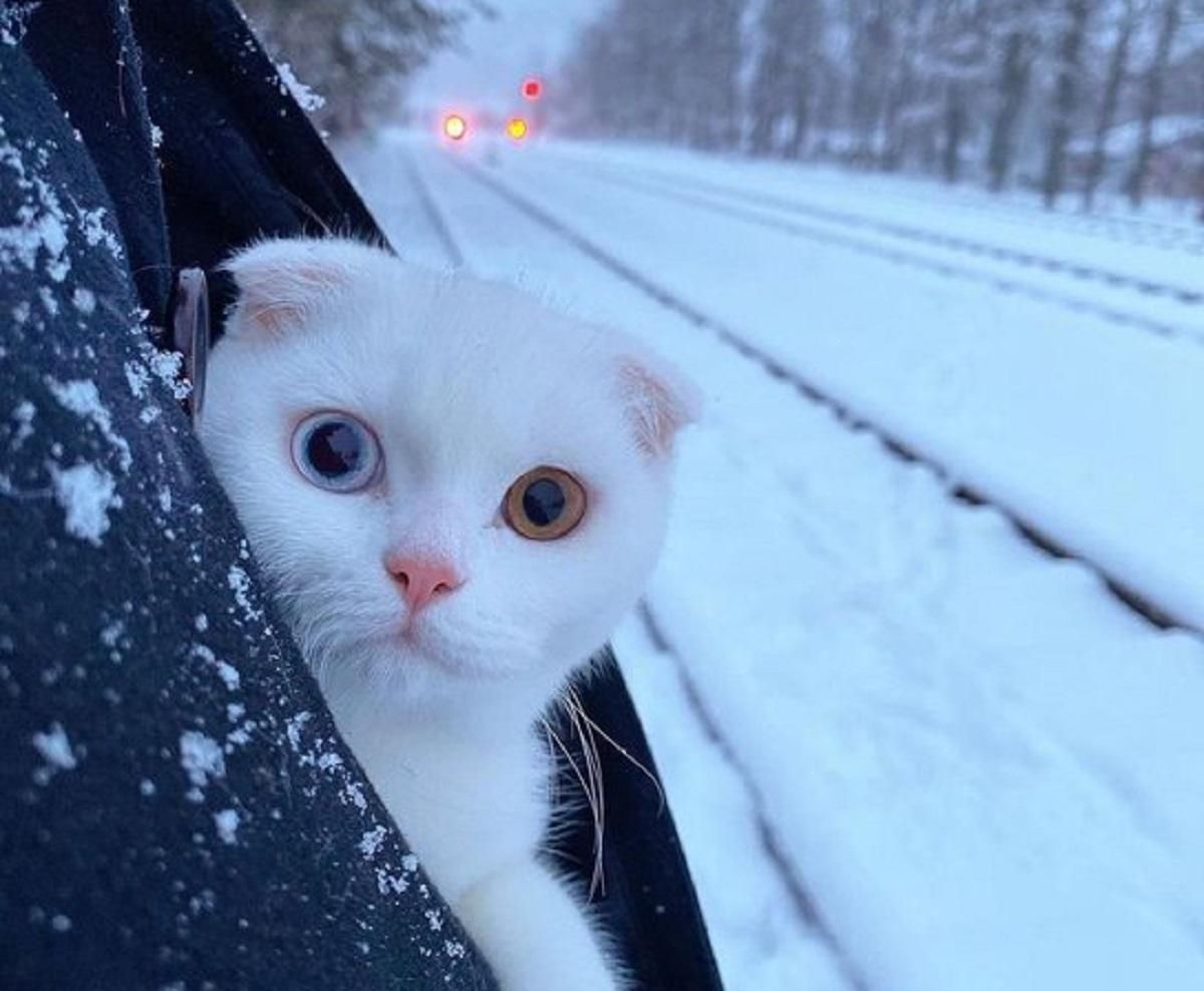 Почему вам нужен кот: идеальный твиттер-аккаунт, что убедит близких завести милое животное Почему вам нужен кот: идеальный твиттер-аккаунт, что убедит близких завести милое животное