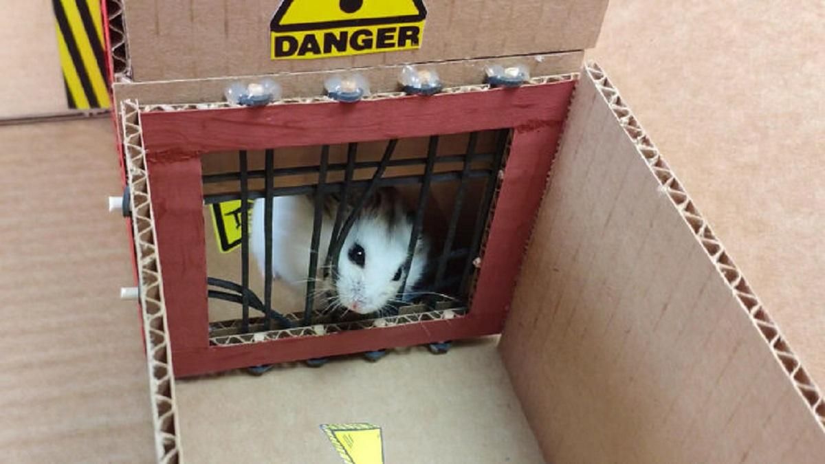 Зухвала втеча хом'яка із в'язниці: кумедні відео, які стали вірусними Зухвала втеча хом'яка із в'язниці: кумедні відео, які стали вірусними