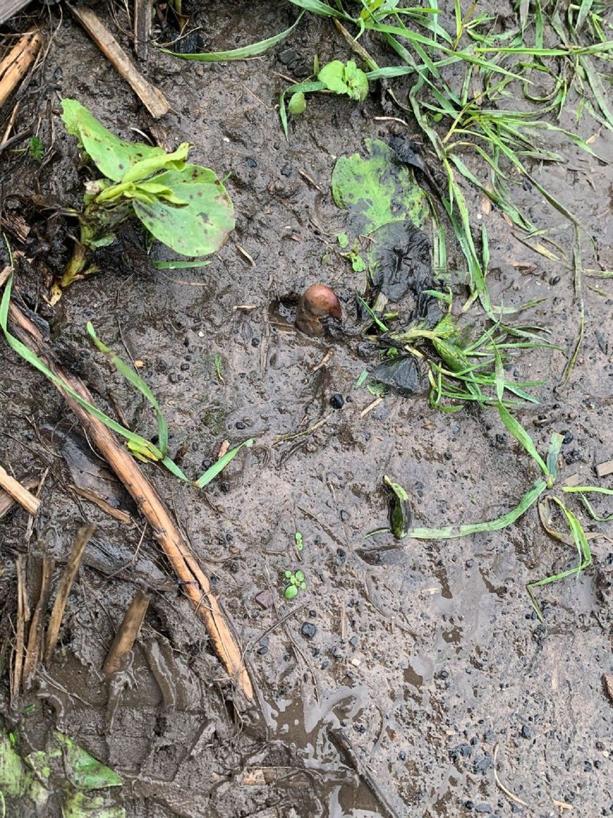 Женщина нашла на земле человеческий палец и вызвала полицию: курьезная история Женщина нашла на земле человеческий палец и вызвала полицию: курьезная история