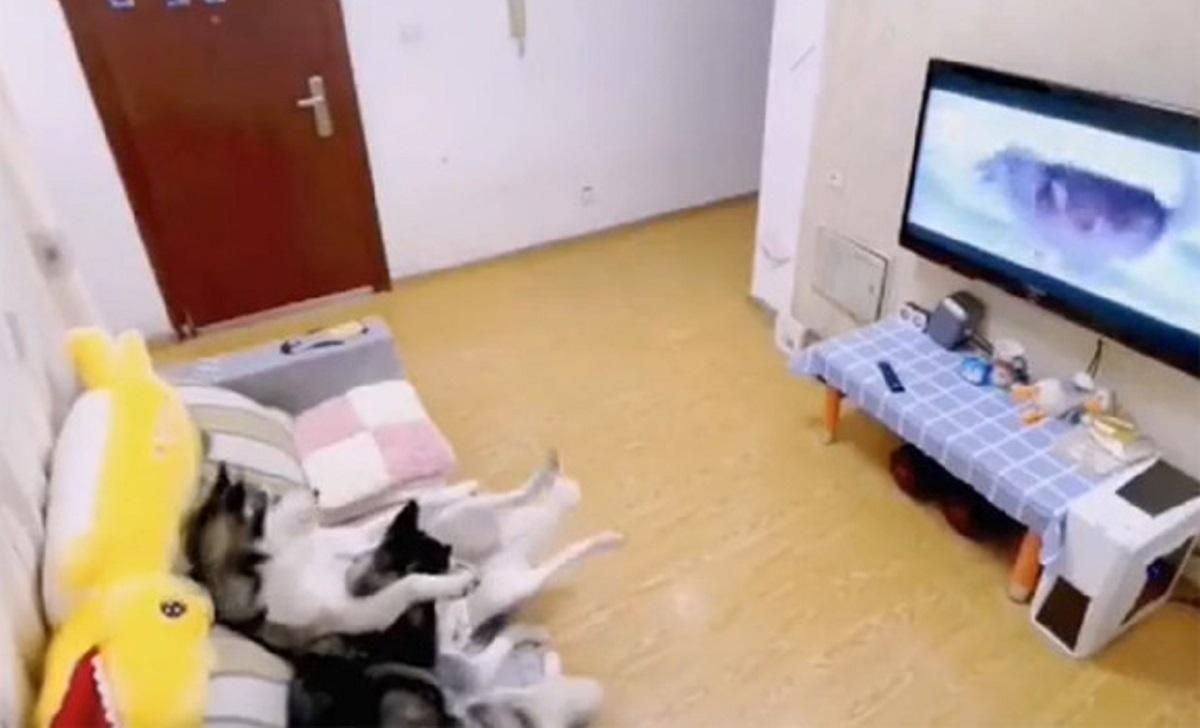 Хаскі дивилися телевізор, але повернувся господар і їм довелося почати прибирання: кумедне відео Хаскі дивилися телевізор, але повернувся господар і їм довелося почати прибирання: кумедне відео