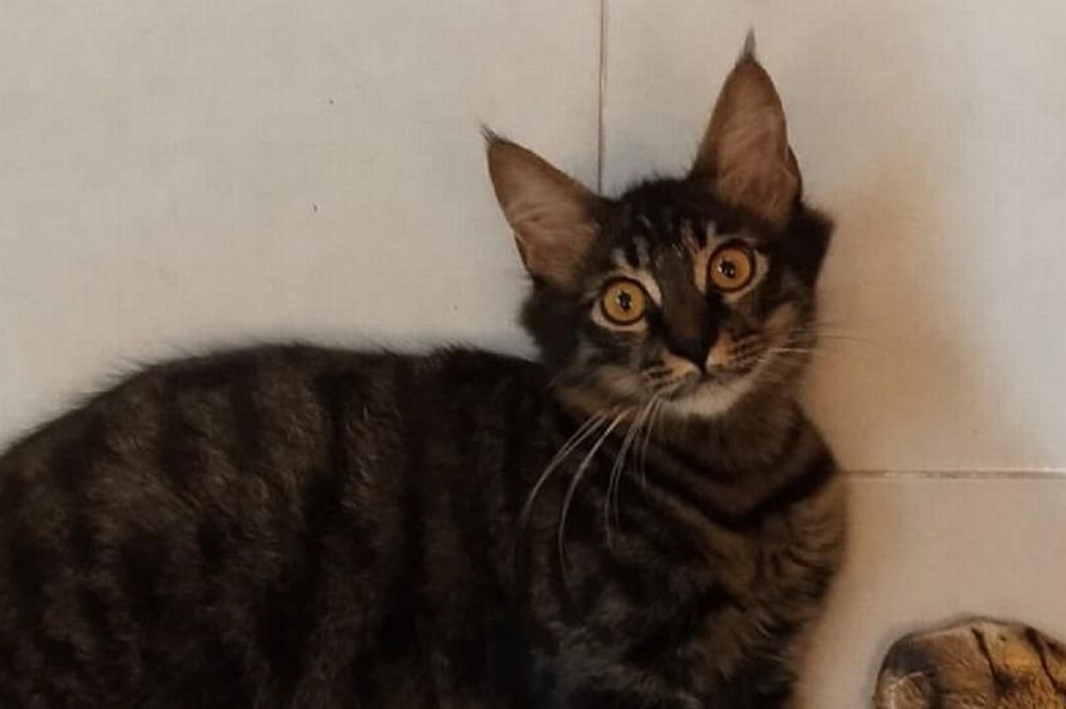 Как озадачить кота: мужчина купил очень реалистичные носки и шокировал любимца – фото Как озадачить кота: мужчина купил очень реалистичные носки и шокировал любимца – фото