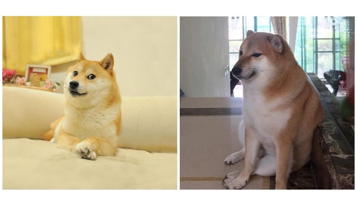 Песику Чимсу из мемов с сиба-ину исполнилось 10 лет: милые фото Песику Чимсу из мемов с сиба-ину исполнилось 10 лет: милые фото
