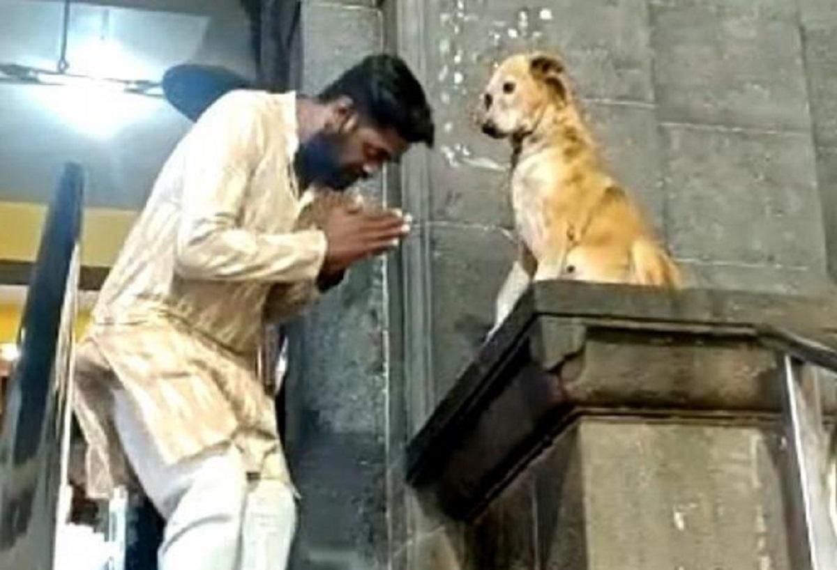 В Індії пес сидить біля дверей храму і відпускає гріхи відвідувачам: кумедне відео
