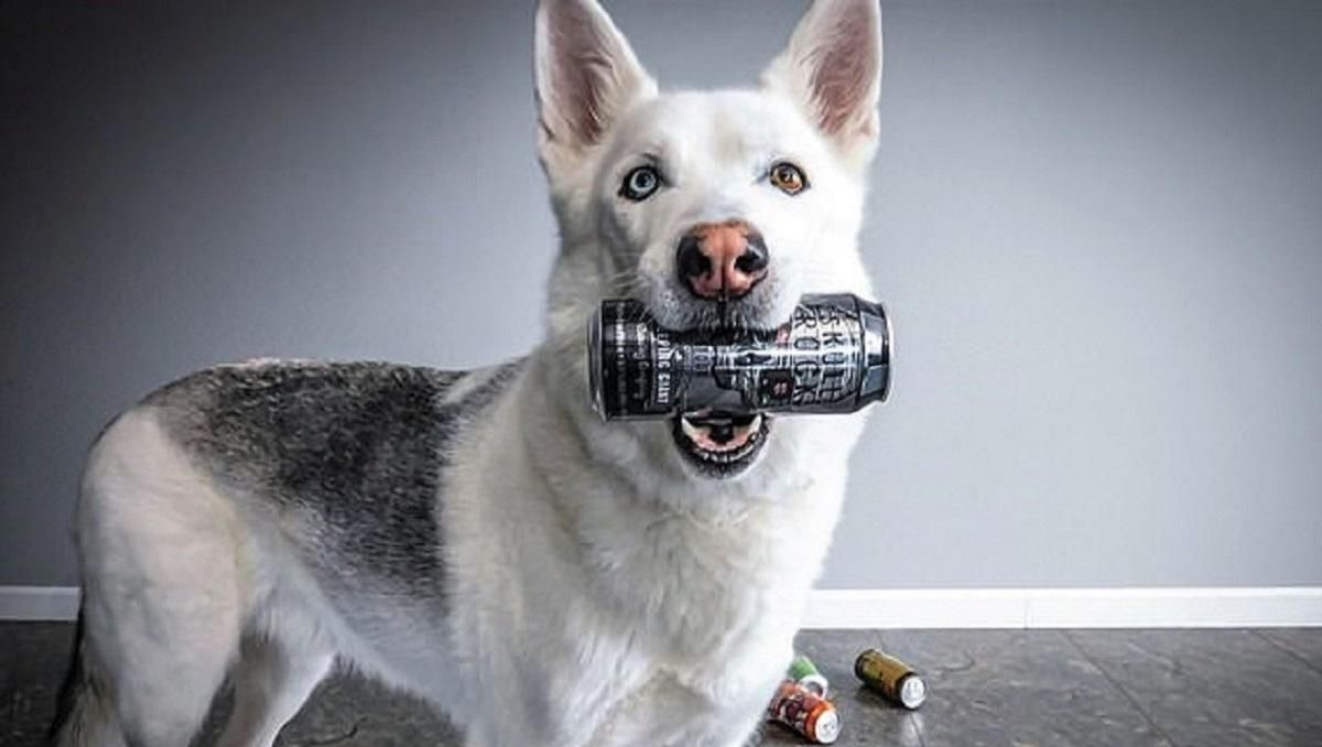 8-річний хаскі Ворвік вміє приносити господареві пиво 8-річний хаскі Ворвік вміє приносити господареві пиво