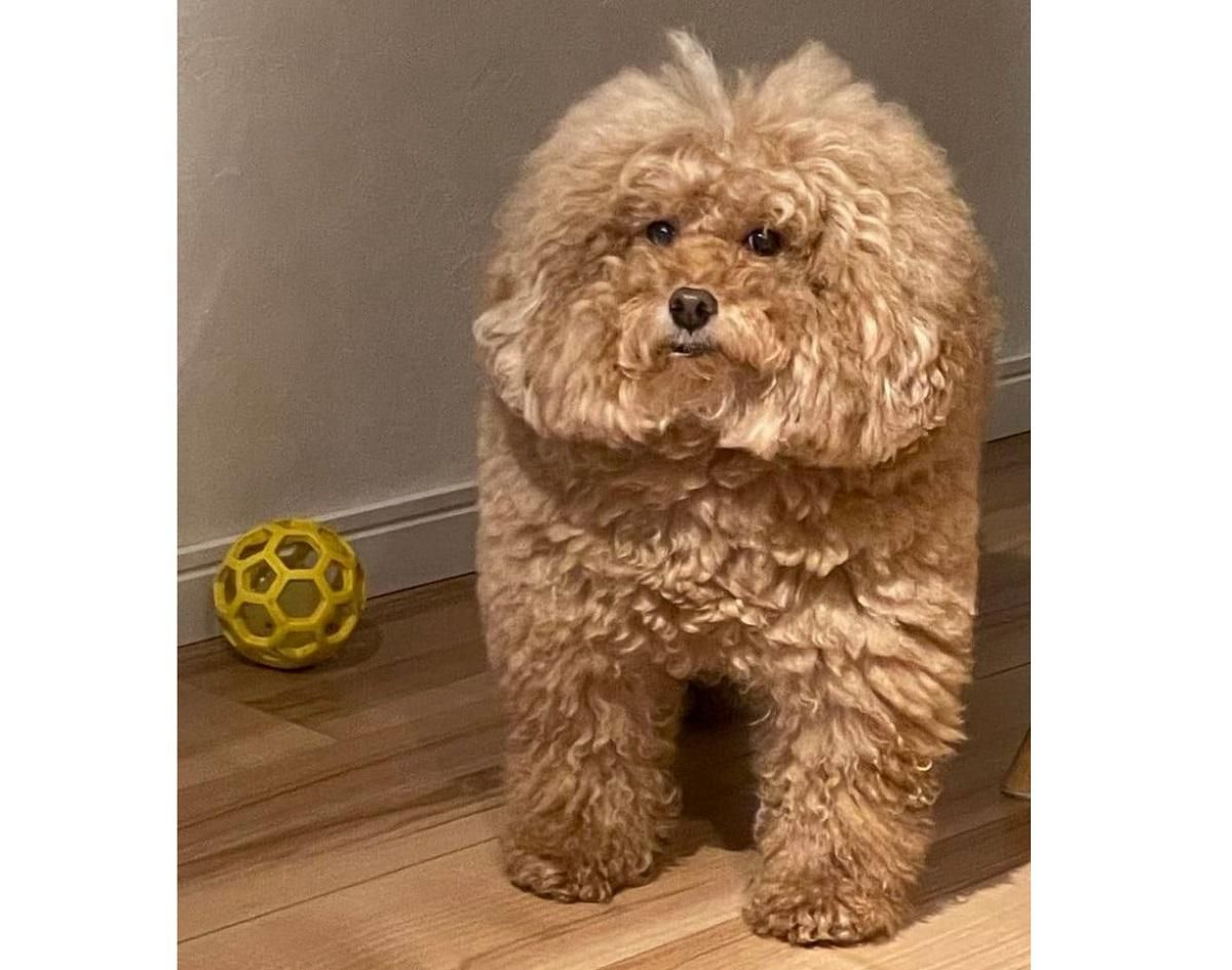 В Японії виявлена квадратна собака, яка стала мемом про героїв популярної гри Among Us В Японії виявлена квадратна собака, яка стала мемом про героїв популярної гри Among Us