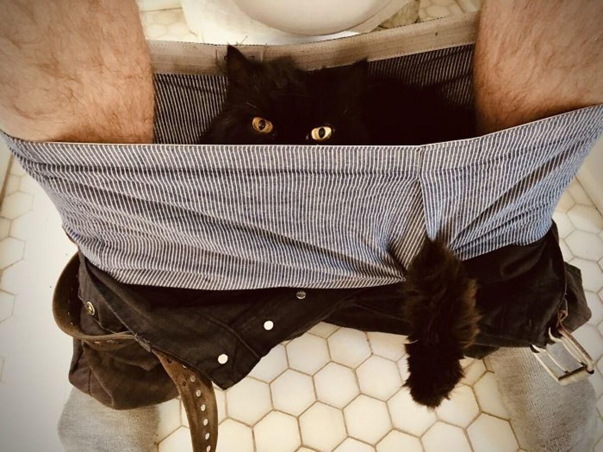 Что не так с котом: забавные фотографии, на которых домашние любимцы ведут себя очень странно Что не так с котом: забавные фотографии, на которых домашние любимцы ведут себя очень странно