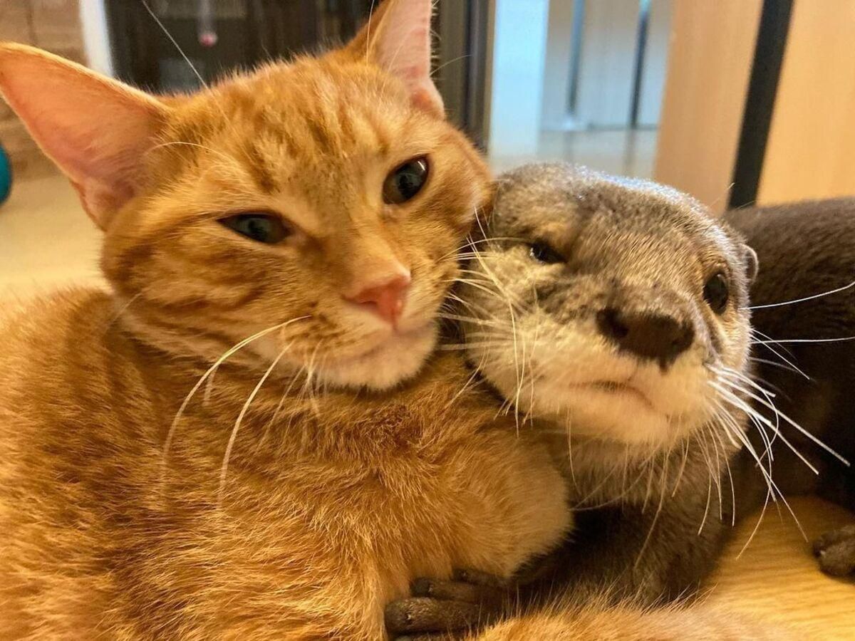 Кумедна дружба кота та видри: вони живуть разом і сплять в обіймах – милі фото та відео Кумедна дружба кота та видри: вони живуть разом і сплять в обіймах – милі фото та відео