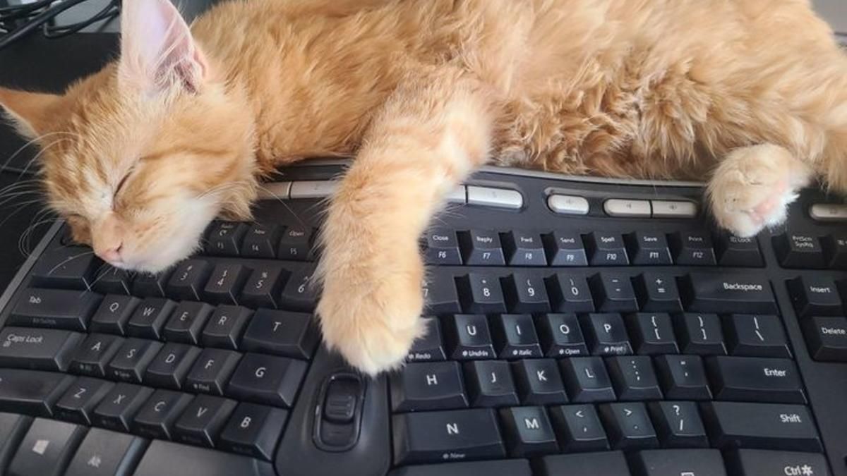 Где может уснуть кот: самая забавная подборка Где может уснуть кот: самая забавная подборка