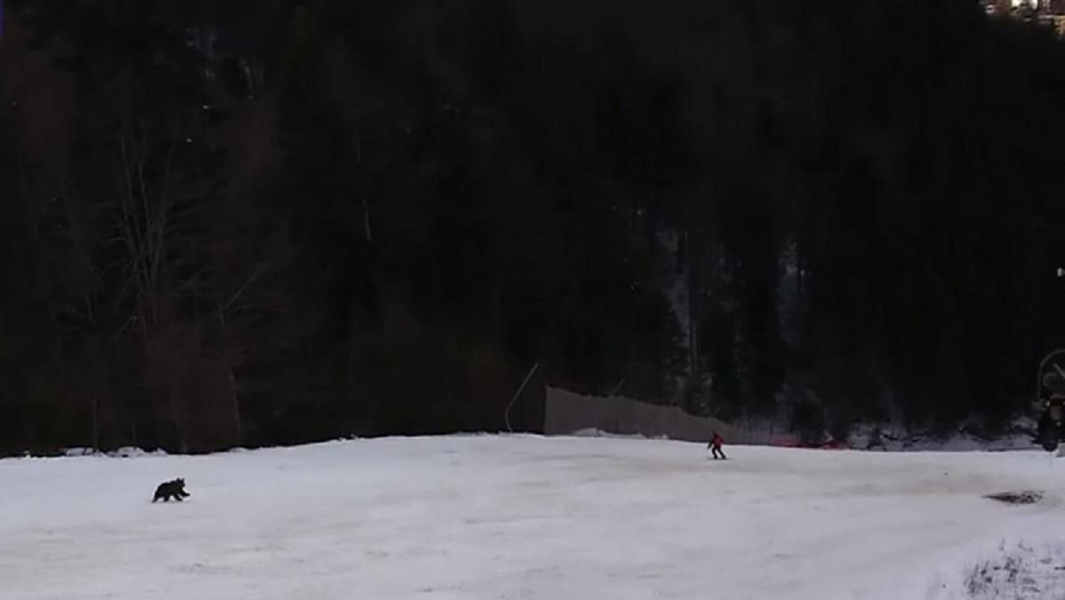 На румынском горнолыжном курорте медведь погнался за лыжником: напряженное видео