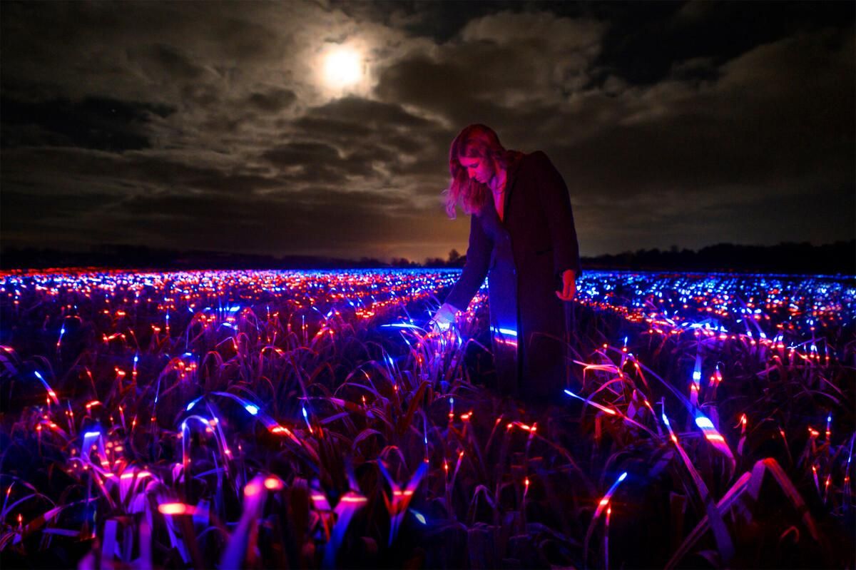 Художник создал инсталляцию с ультрафиолетовым светом на поле с луком: удивительные фото, видео
