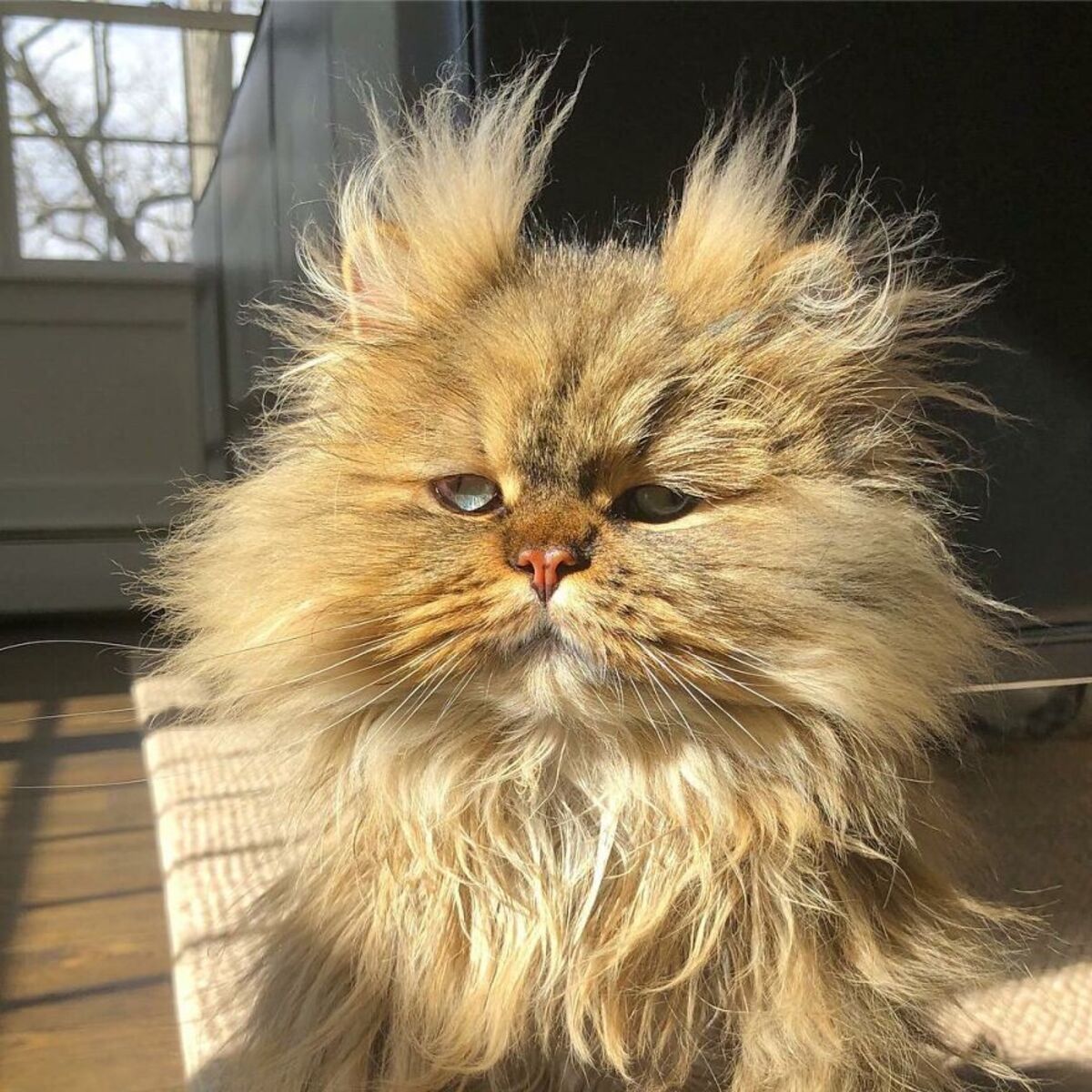 Утро понедельника: кот всегда выглядит так, будто только что проснулся после веселых выходных