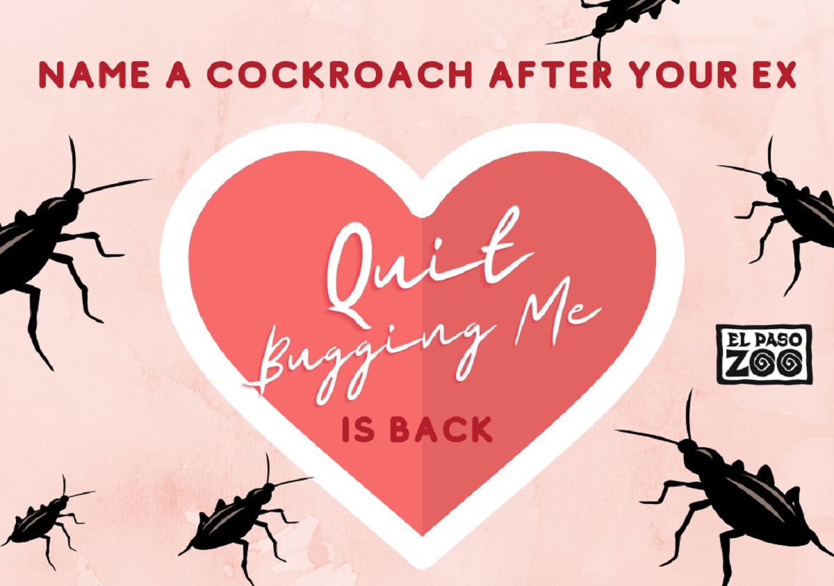 Назвати таргана іменем колишнього кохання: зоопарк оголосив кумедну акцію до Дня Валентина Назвати таргана іменем колишнього кохання: зоопарк оголосив кумедну акцію до Дня Валентина