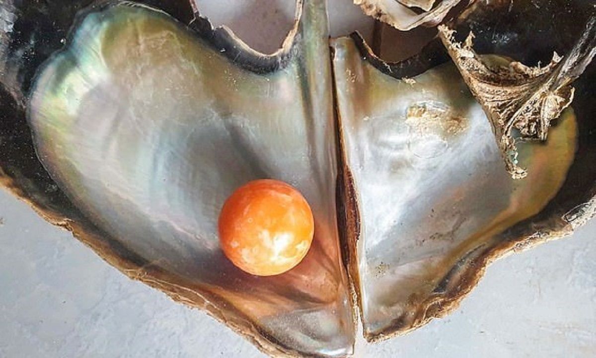 Бідний рибалка з Таїланду знайшов дорогоцінну перлину Мело рідкісного відтінку: яка її вартість