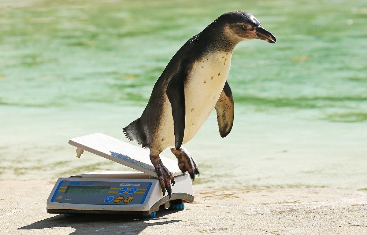Робота мрії: кумедне відео зі зважуванням пінгвінів у зоопарку підкорило мережу