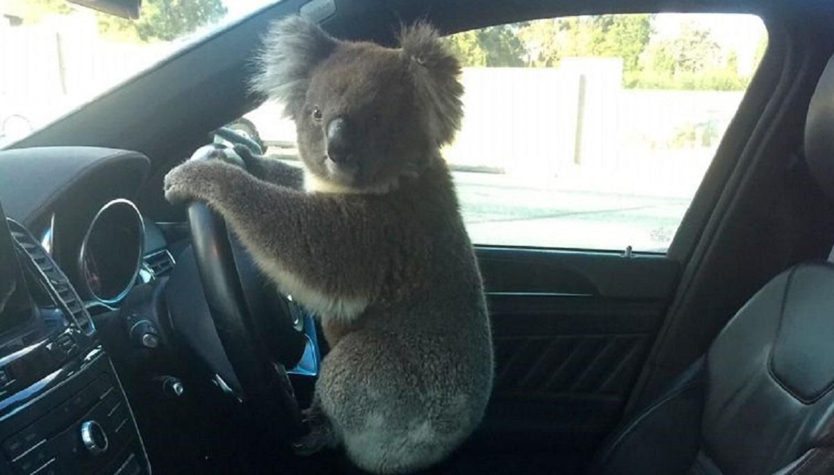 В Австралии коала спровоцировала ДТП с участием 6 автомобилей: фото