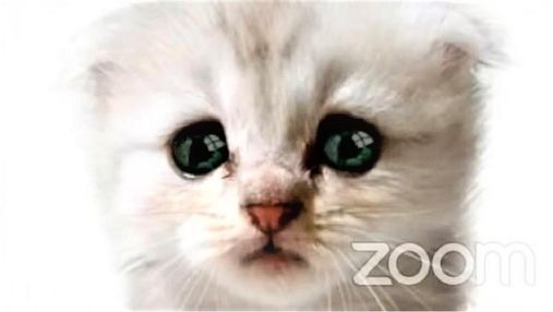 Курйози у Zoom: адвокат з'явився на онлайн-засіданні суду у масці котика – кумедне відео
