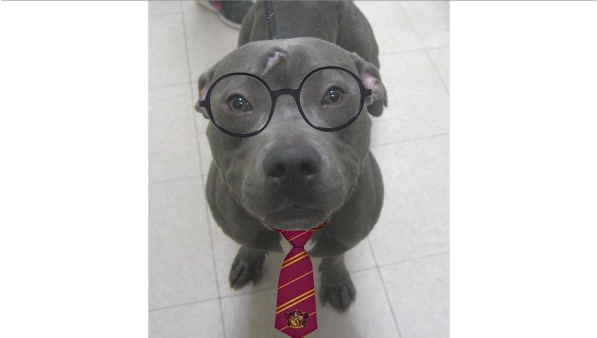 Хлопчик, що вижив: чоловік показав фотографії пітбуля зі шрамом Гаррі Поттера Хлопчик, що вижив: чоловік показав фотографії пітбуля зі шрамом Гаррі Поттера