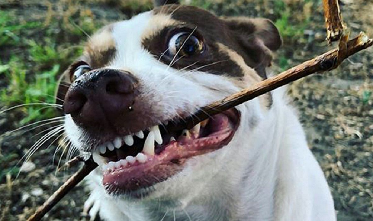 Містер Бабз – злісний, але водночас наймиліший пес в мережі