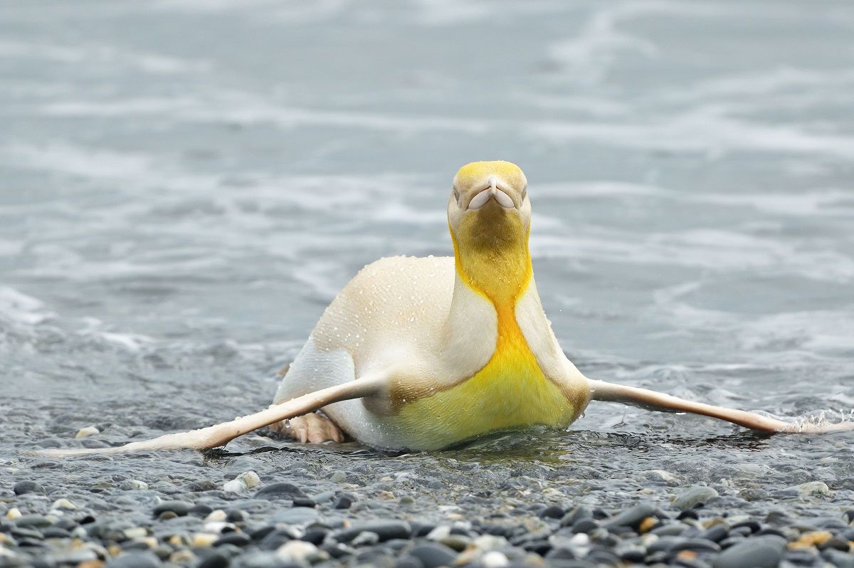 Желтый пингвин, которого вы раньше не видели: фотограф дикой природы сделал невероятный снимок