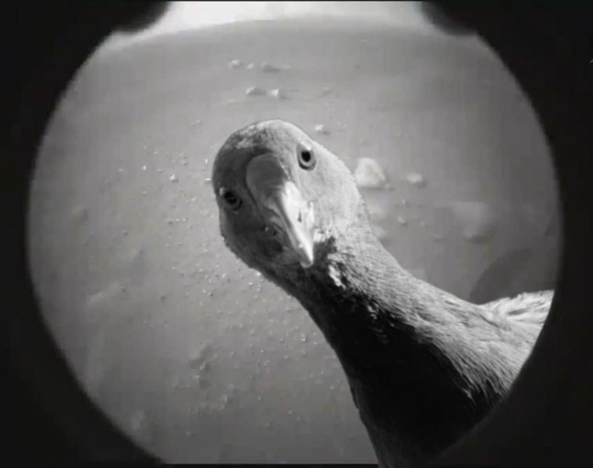 Что увидел ровер Perseverance после посадки: лучшие мемы с Марса, которые заполонили сеть Что увидел ровер Perseverance после посадки: лучшие мемы с Марса, которые заполонили сеть