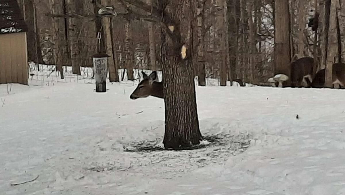 Куда спрятался олень: пользователи сети пытаются разгадать тайну вирусного фото Куда спрятался олень: пользователи сети пытаются разгадать тайну вирусного фото