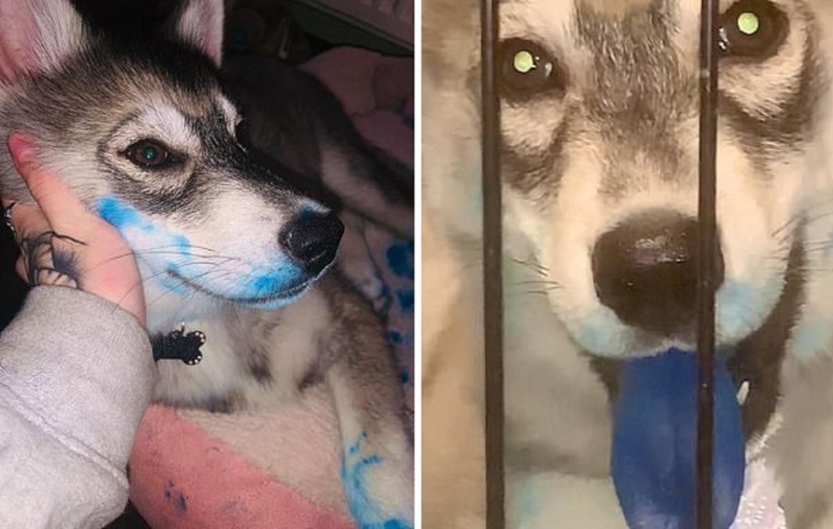 Щеня хаскі пофарбувало язик в синій колір, розжувавши коробку з фарбою для волосся власниці Щеня хаскі пофарбувало язик в синій колір, розжувавши коробку з фарбою для волосся власниці